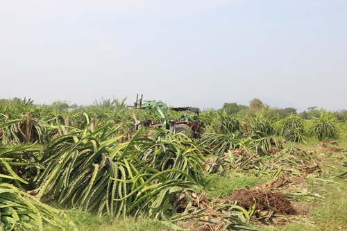 Nông dân "cắn răng" chặt bỏ thanh long