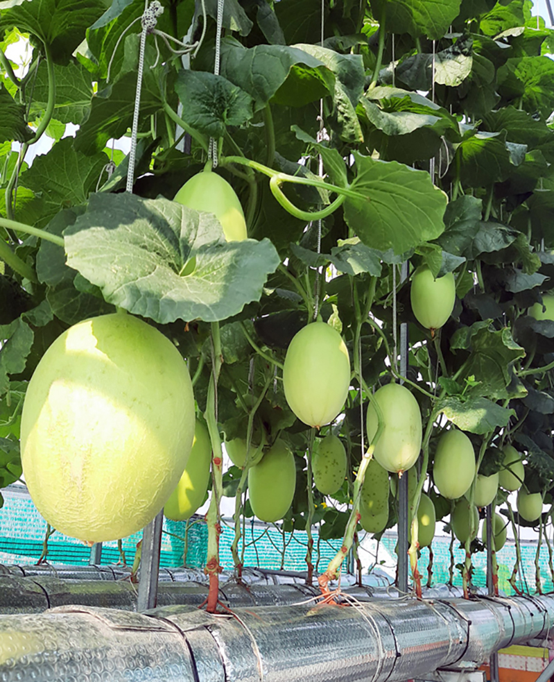 Thu hoạch 3 tạ dưa từ vườn trên mái tôn - Ảnh 6.