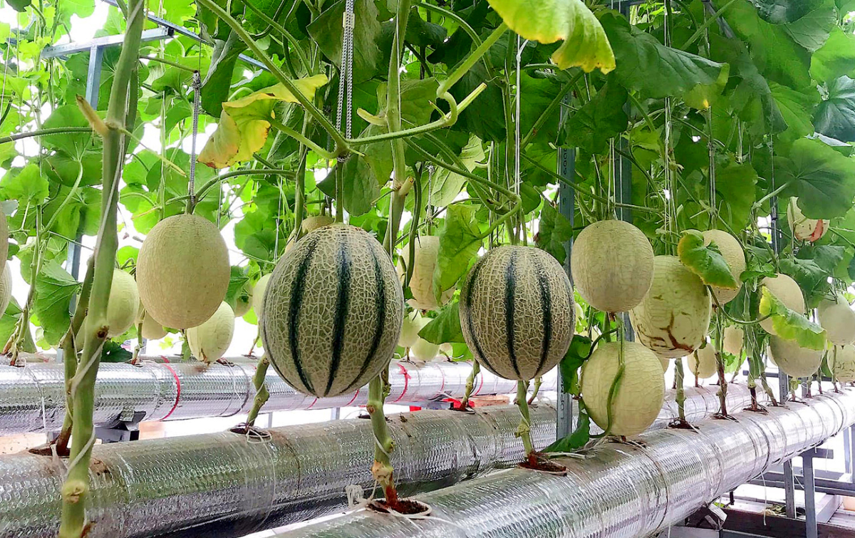 Thu hoạch 3 tạ dưa từ vườn trên mái tôn - Ảnh 7.