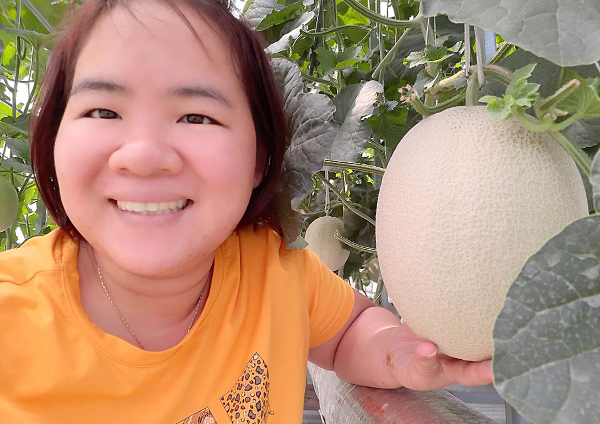 Thu hoạch 3 tạ dưa từ vườn trên mái tôn - Ảnh 9.