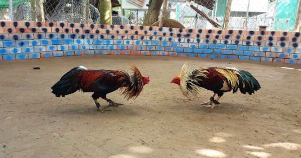 Bắt quả tang một đại biểu HĐND đá gà ăn tiền ở tỉnh Bạc Liêu