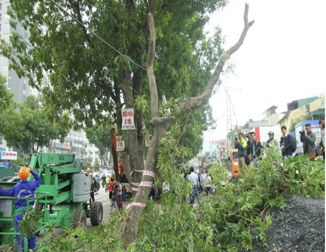 Không nên cắt tỉa nhánh cây xanh vào giờ cao điểm