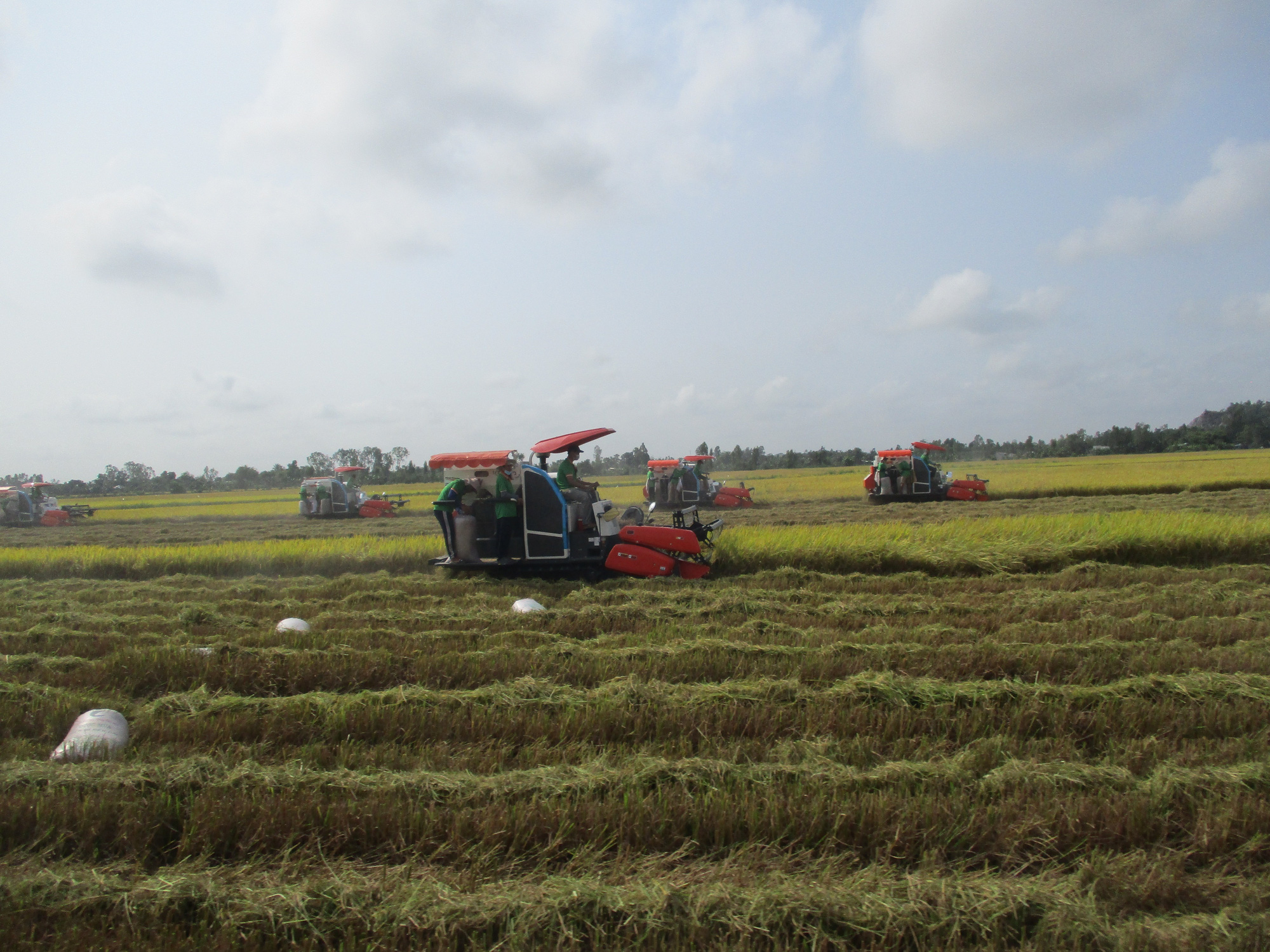 Đầu tư mạnh để phát triển vùng nguyên liệu