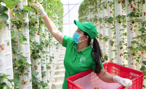 Mức lương cao chờ lao động Việt Nam tại Úc
