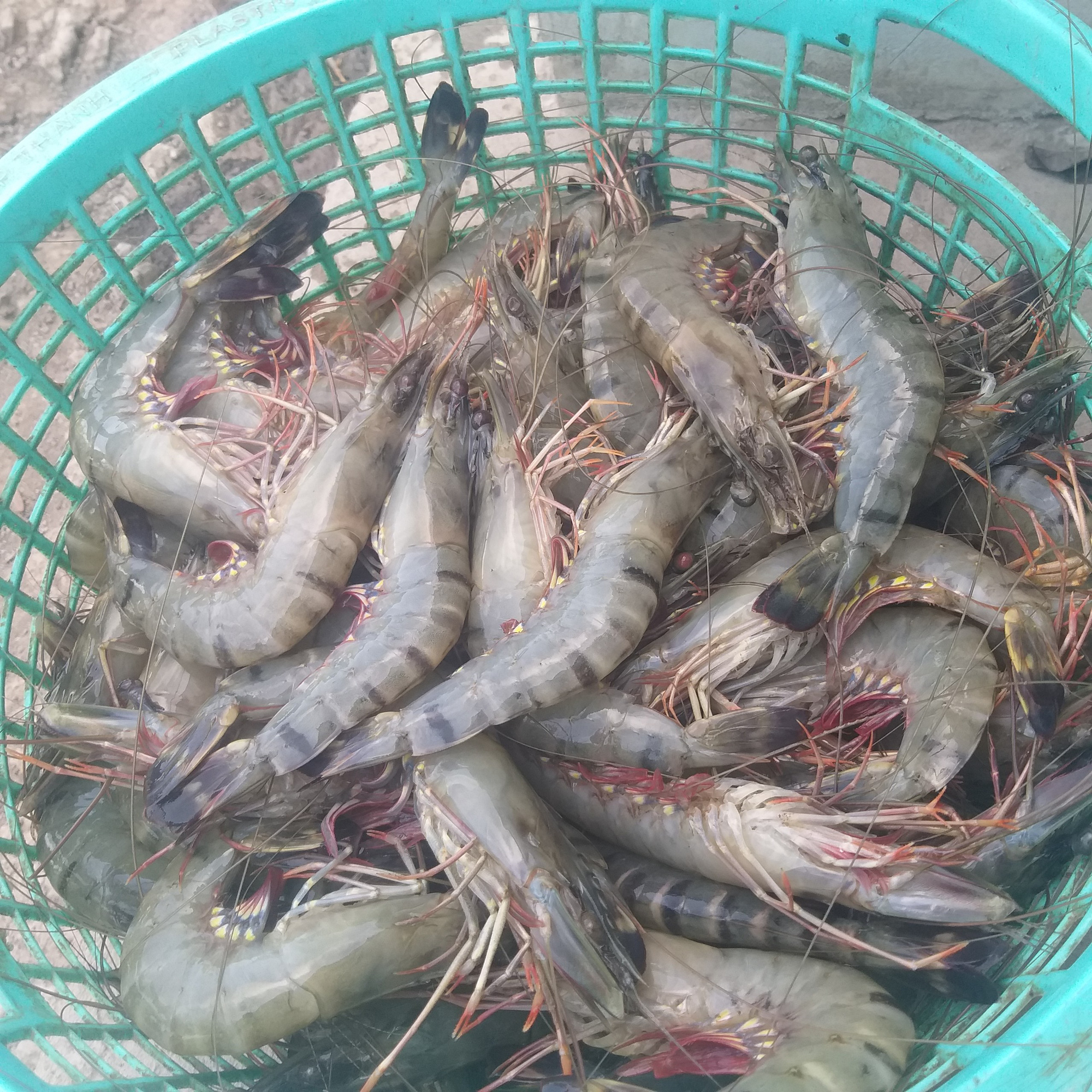 Ba doanh nghiệp được quyền sử dụng chỉ dẫn địa lý sản phẩm tôm ở Cà Mau