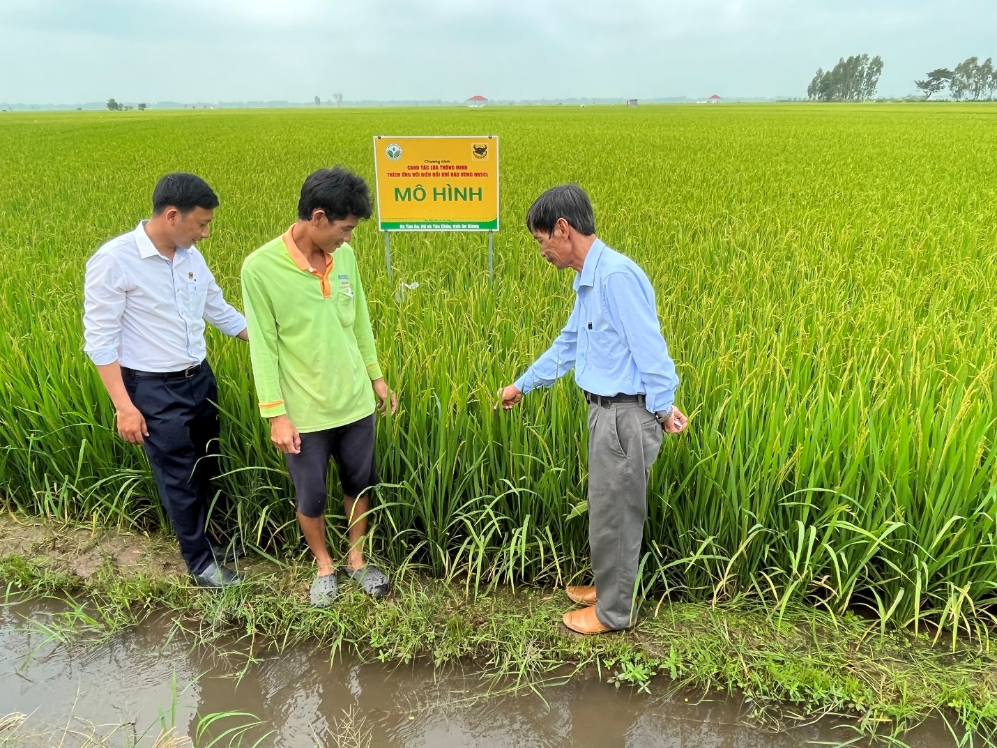 &ldquo;Canh t&aacute;c l&uacute;a thông minh&rdquo; phải xem l&agrave; quy tr&igrave;nh sản xuất l&uacute;a cho to&agrave;n v&ugrave;ng v&agrave; cả nước - Ảnh 2.