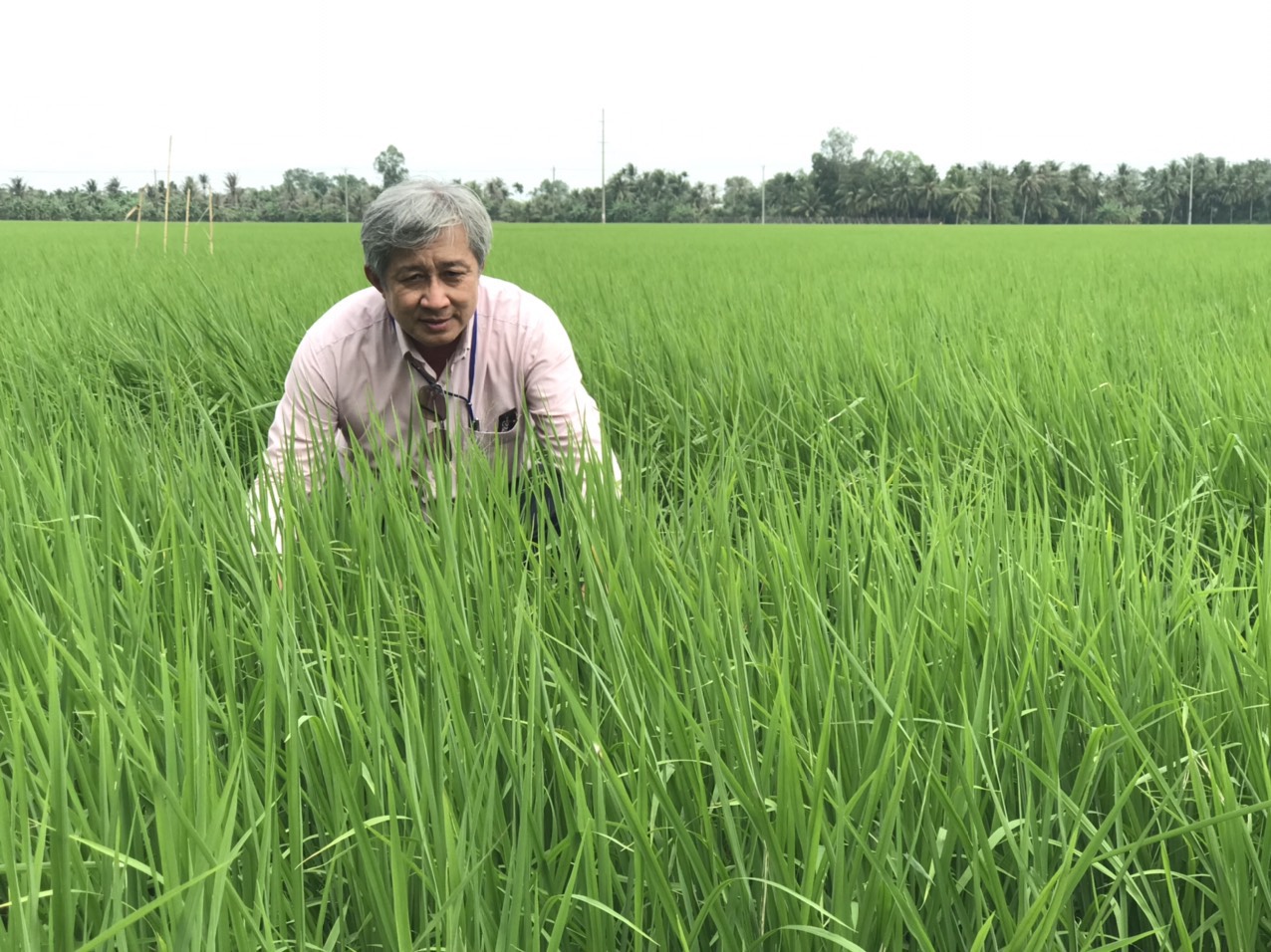 &ldquo;Canh t&aacute;c l&uacute;a thông minh&rdquo; phải xem l&agrave; quy tr&igrave;nh sản xuất l&uacute;a cho to&agrave;n v&ugrave;ng v&agrave; cả nước - Ảnh 4.