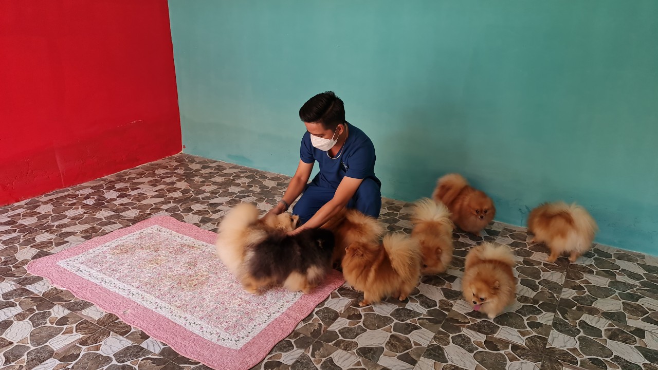 CLIP: Nu&ocirc;i ch&oacute; Pom trong m&aacute;y lạnh v&agrave; c&oacute; gia phả, 8X thu tiền tỉ - Ảnh 3.