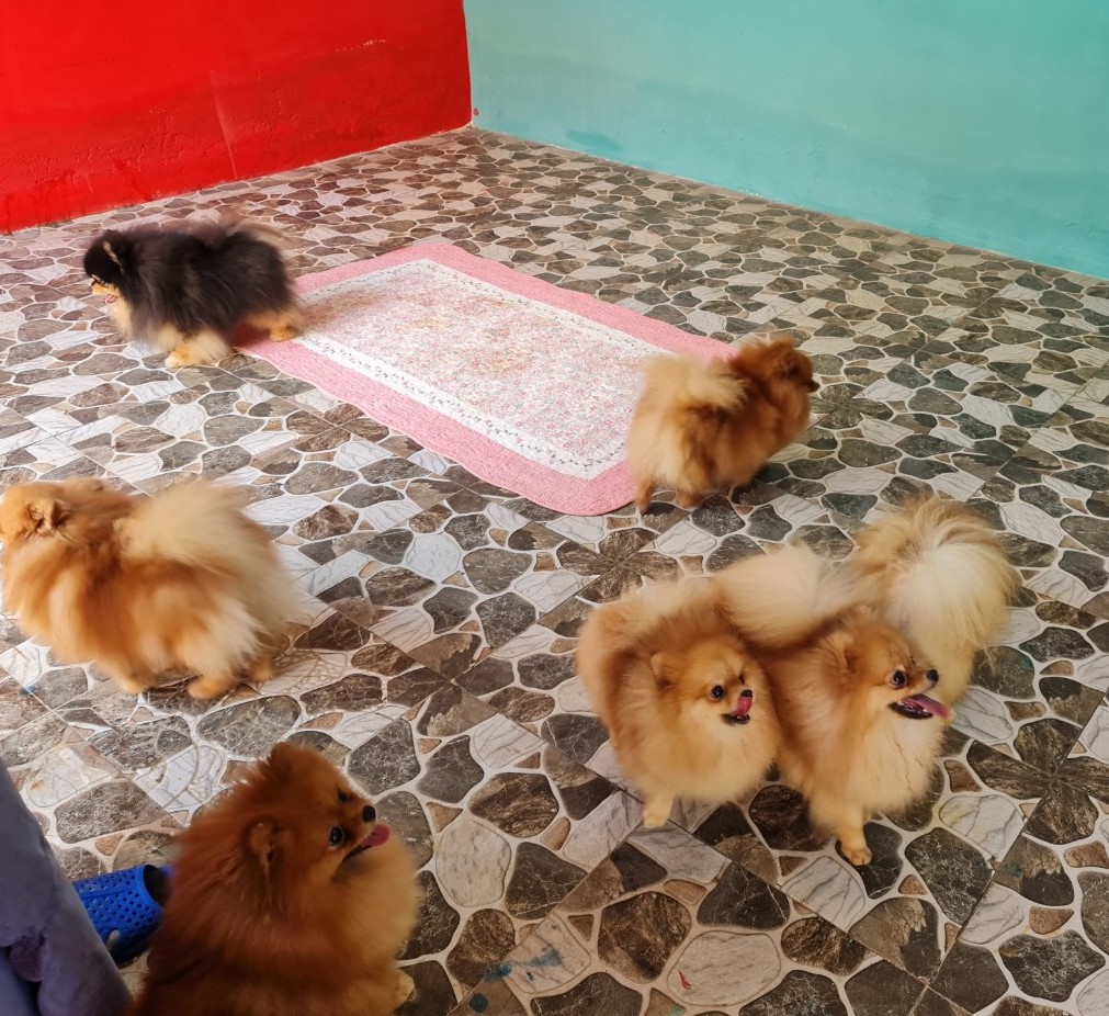 CLIP: Nu&ocirc;i ch&oacute; Pom trong m&aacute;y lạnh v&agrave; c&oacute; gia phả, 8X thu tiền tỉ - Ảnh 4.
