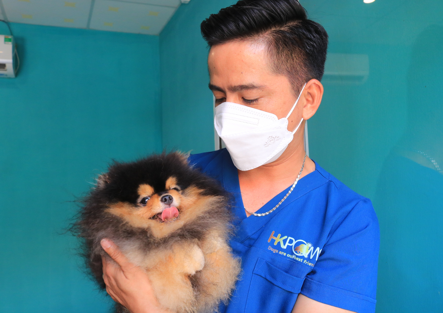 CLIP: Nuôi chó Pom trong máy lạnh và có "gia phả", 8X thu tiền tỉ