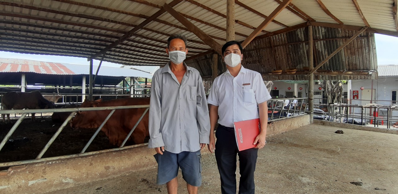 Nu&ocirc;i giống b&ograve; th&iacute;ch được vuốt ve, ăn h&egrave;m bia thu về tiền tỉ - Ảnh 6.