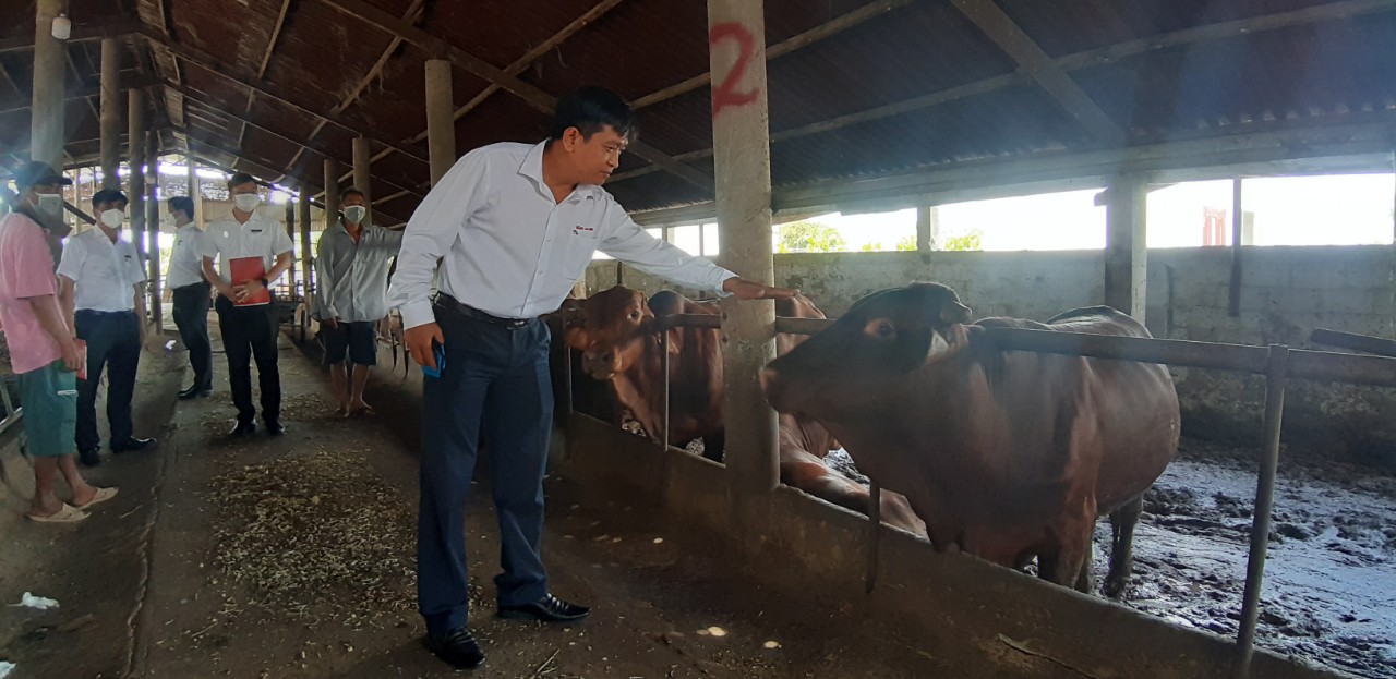 Nu&ocirc;i giống b&ograve; th&iacute;ch được vuốt ve, ăn h&egrave;m bia thu về tiền tỉ - Ảnh 8.