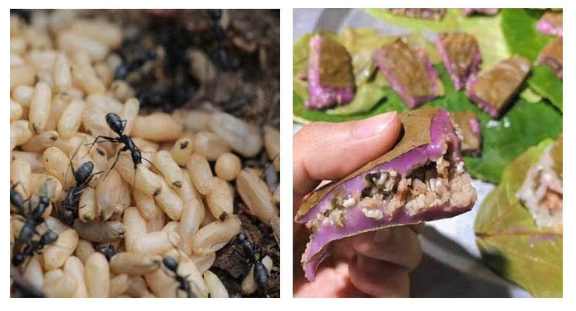 Bánh trứng kiến