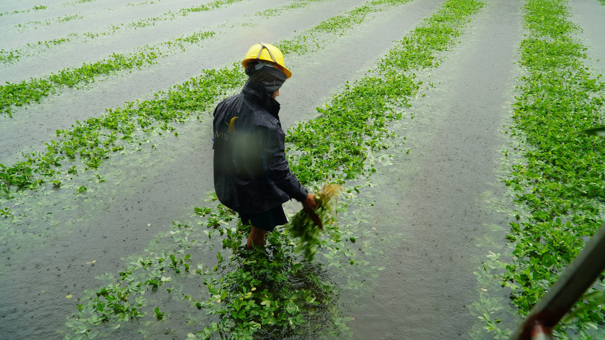Mưa lớn bất thường gây thiệt hại nặng, nông dân Quảng Nam khóc ròng