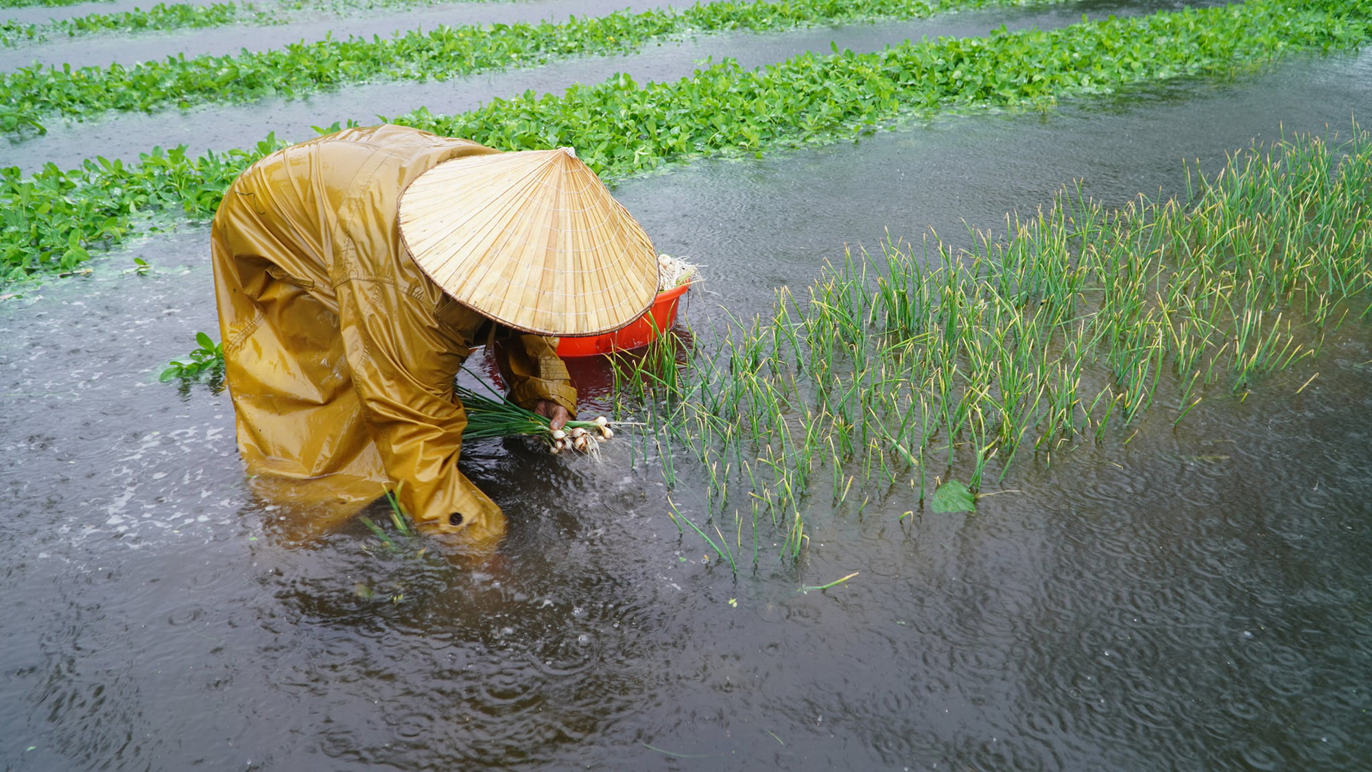 Mưa lớn bất thường g&acirc;y thiệt hại nặng, n&ocirc;ng d&acirc;n Quảng Nam kh&oacute;c r&ograve;ng - Ảnh 5.
