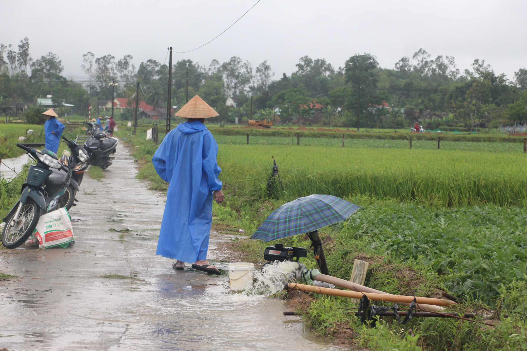 Mưa lớn bất thường g&acirc;y thiệt hại nặng, n&ocirc;ng d&acirc;n Quảng Nam kh&oacute;c r&ograve;ng - Ảnh 9.