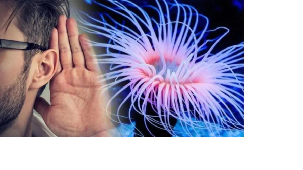 Phát hiện liên hệ gây sốc giữa con người và quái vật biết mọc lại đầu
