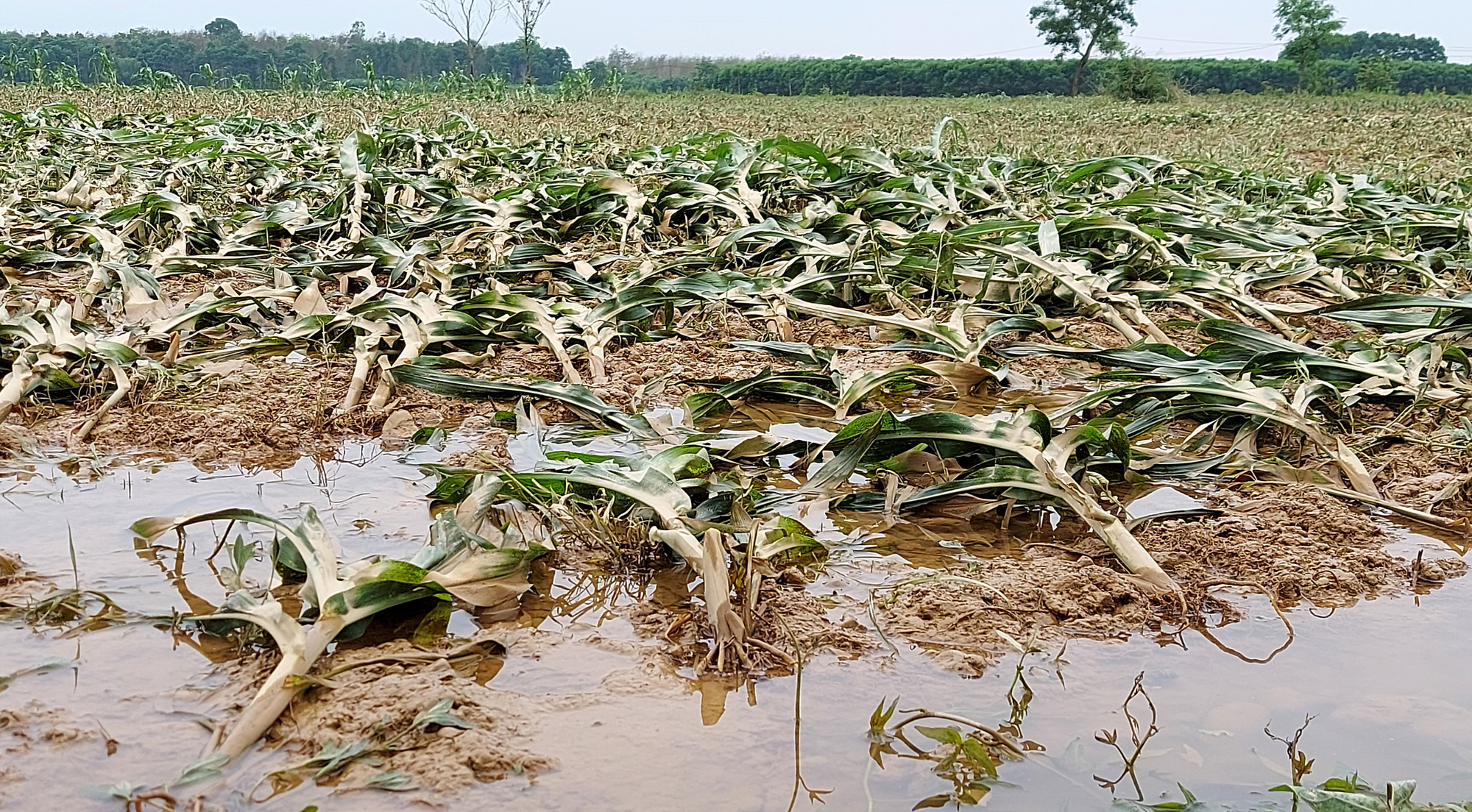 Quảng Trị thiệt hại đến gần 800 tỉ đồng v&igrave; mưa lũ dị thường trong 3 ng&agrave;y - Ảnh 1.