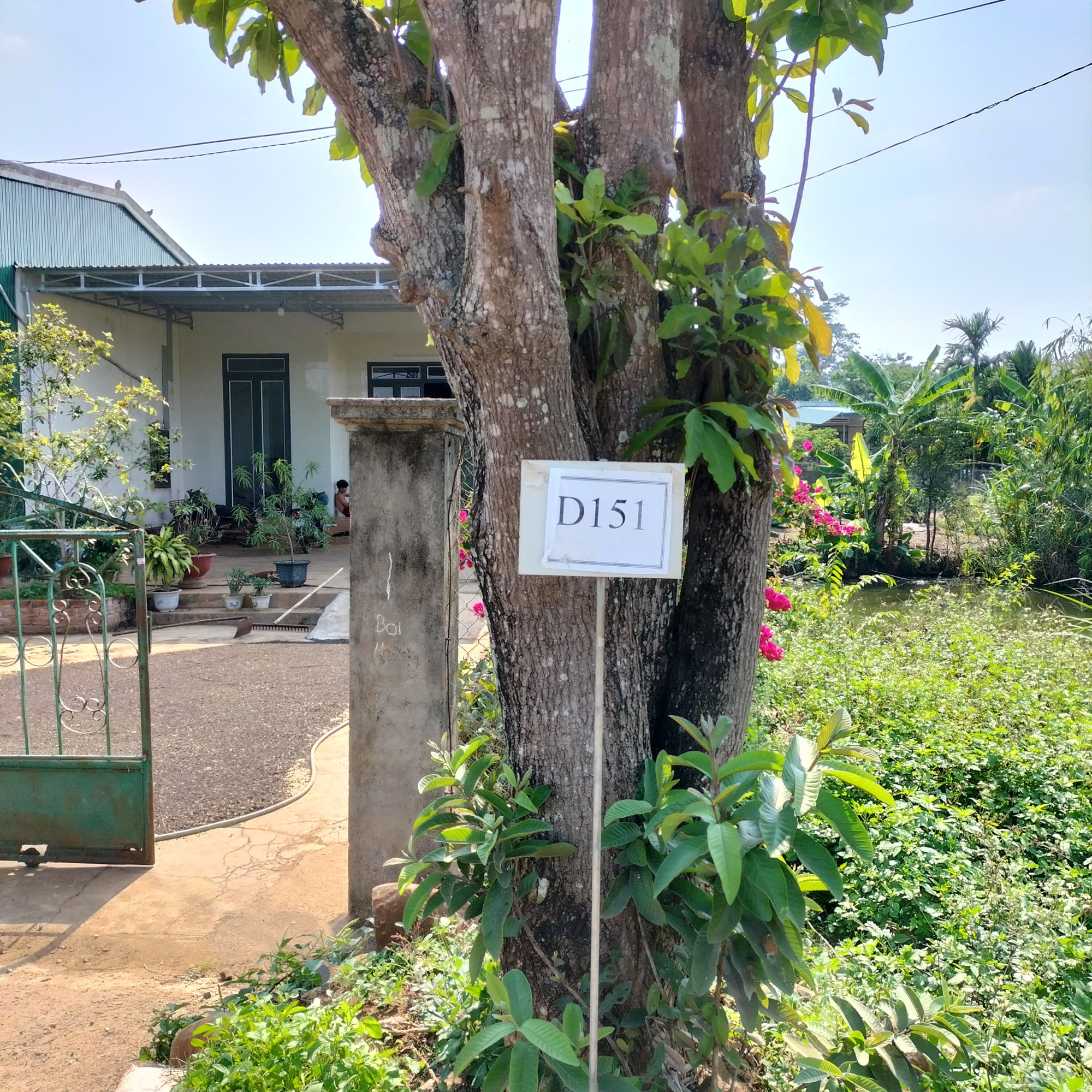 "Cò đất" cắm bảng quy hoạch giả để thổi giá đất