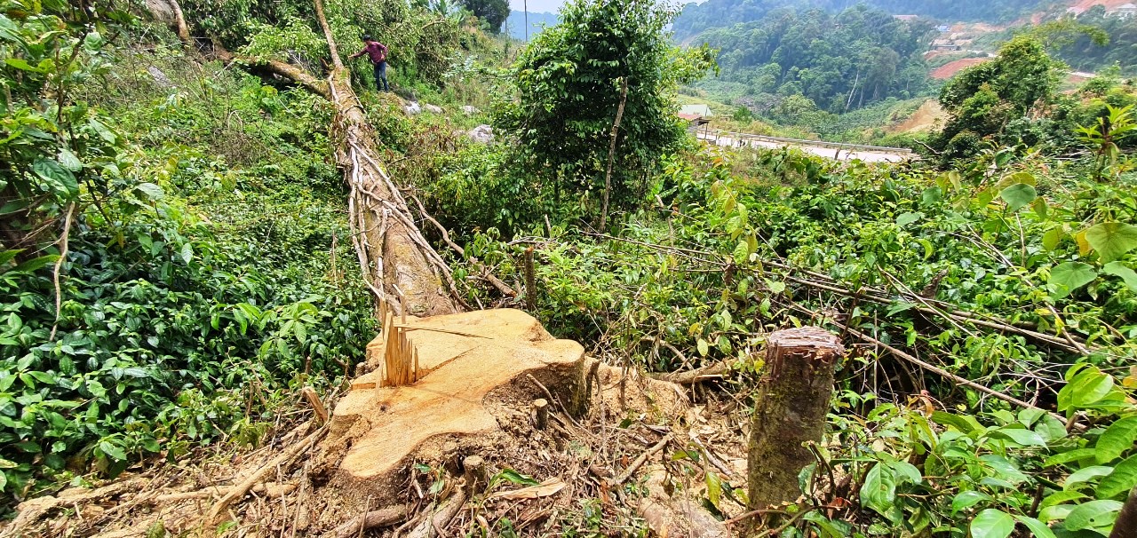 Điều tra vụ ngang nhiên phá rừng chiếm đất ở Lâm Đồng