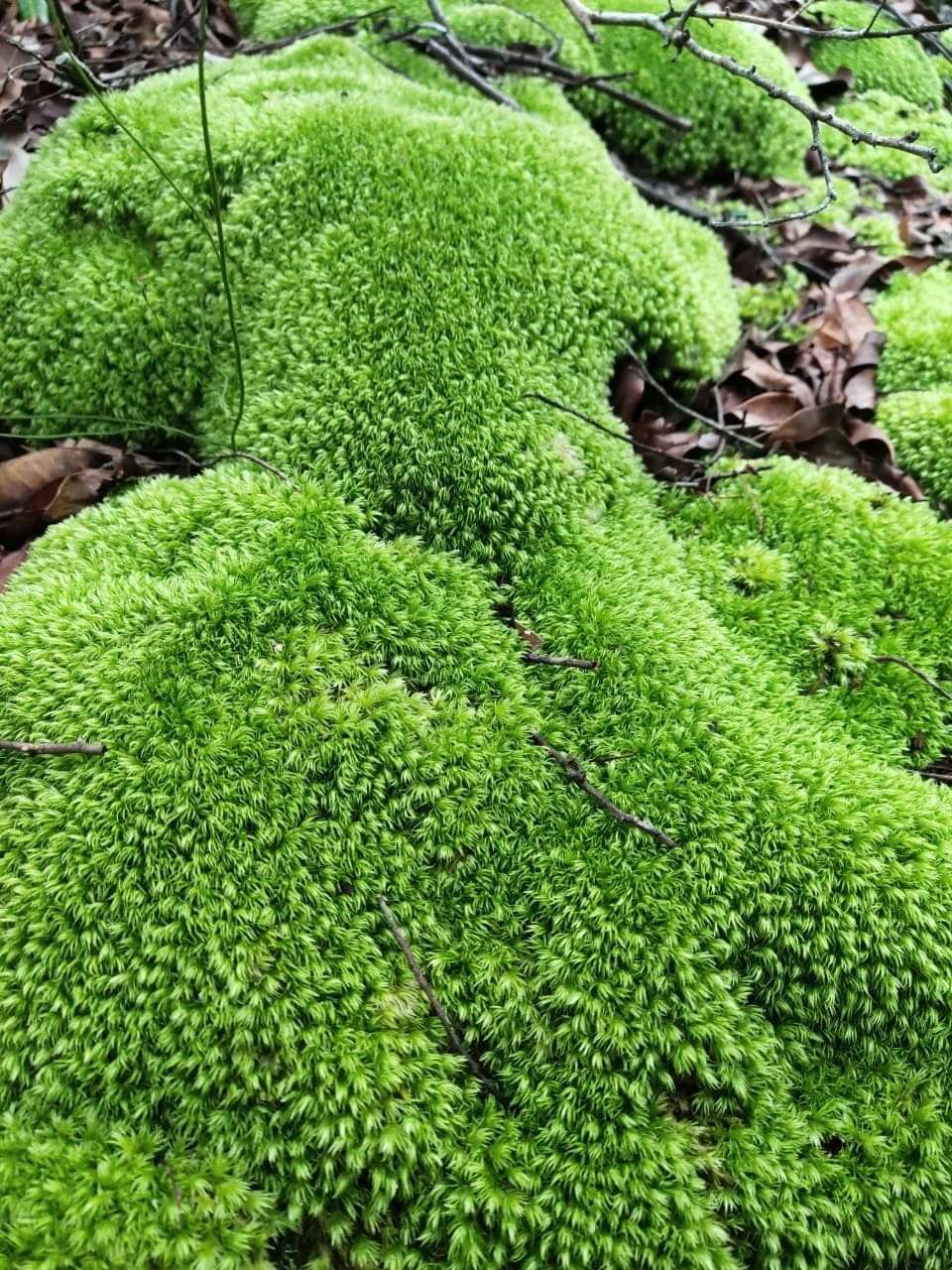 Trồng c&acirc;y thủy sinh - th&uacute; chơi tao nh&atilde; - Ảnh 2.