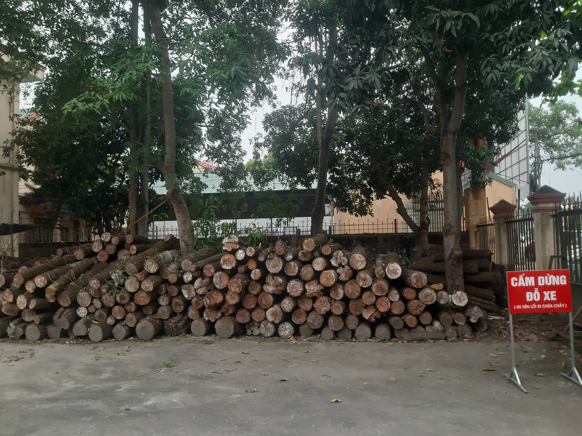 Cận cảnh rừng th&ocirc;ng ph&ograve;ng hộ gần 30 năm bị chặt ph&aacute; ngổn ngang - Ảnh 9.