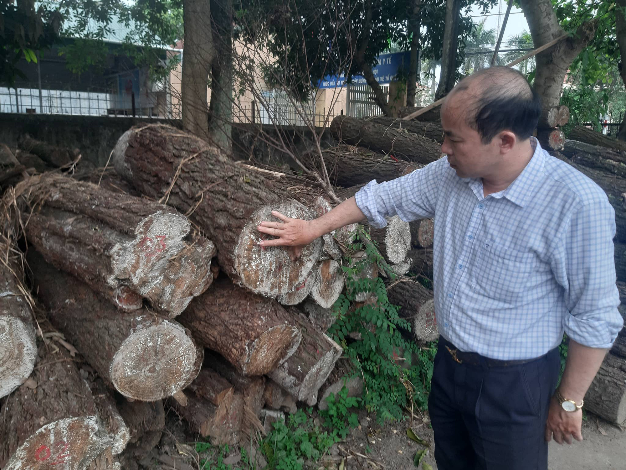 Cận cảnh rừng th&ocirc;ng ph&ograve;ng hộ gần 30 năm bị chặt ph&aacute; ngổn ngang - Ảnh 10.