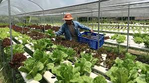 Cảnh báo tình trạng lừa đảo lợi dụng chương trình lao động nông nghiệp tại Úc