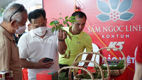 Lần đầu tổ chức phiên chợ sâm Ngọc Linh - Ảnh 1.