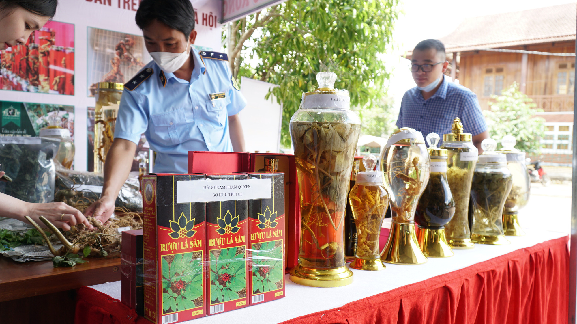 Hình ảnh minh chứng sống động cho sâm Ngọc Linh thật - Ảnh 6.