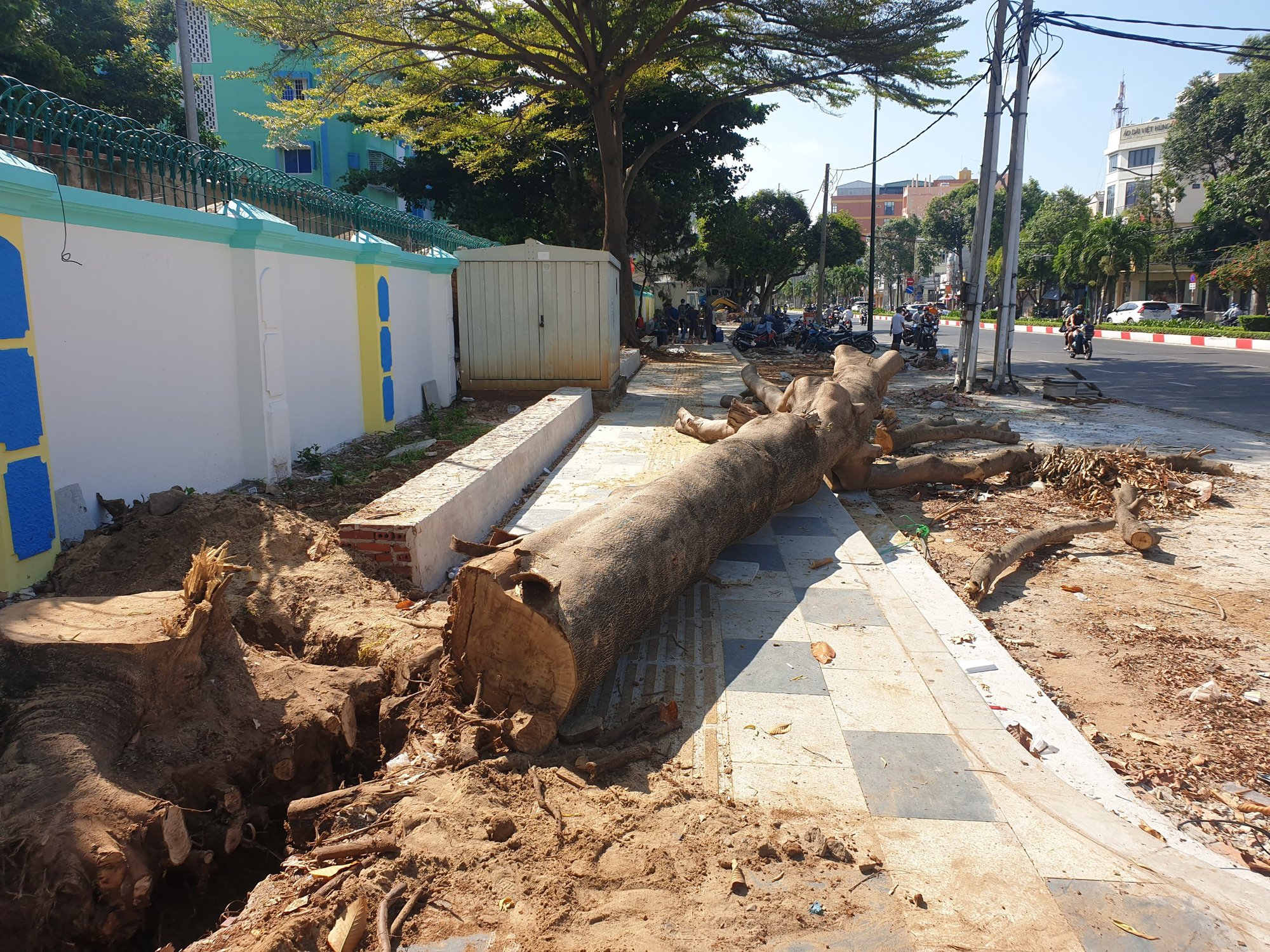 Vũng Tàu chặt hạ 46 cây xanh để làm vịnh đậu xe