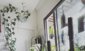 Đưa rừng nhiệt đới vào nhà - Ảnh 11. Đưa rừng nhiệt đới vào nhà - Ảnh 11.