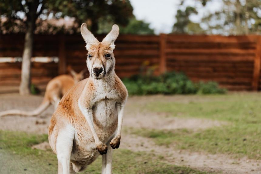 Người phụ nữ bị kangaroo phục kích, đánh tơi tả - Ảnh 2.