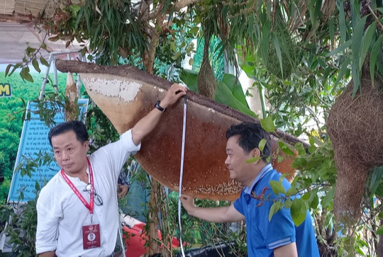 CLIP: Ngỡ ngàng trước tổ ong “khủng” nhất Việt Nam