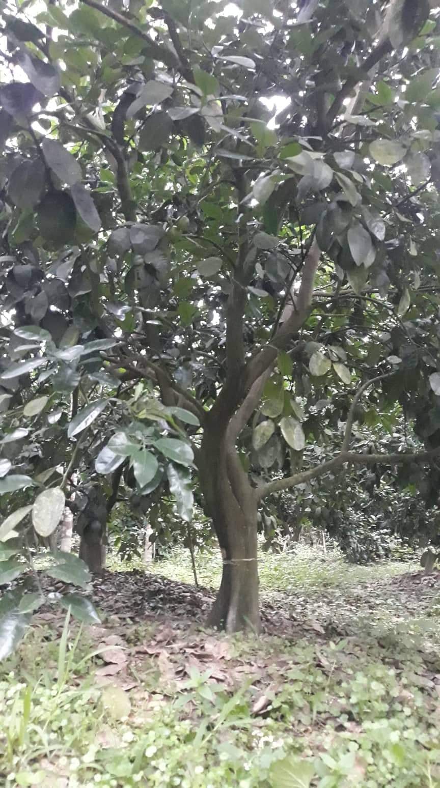 Truy t&igrave;m kẻ cưa h&agrave;ng loạt gốc c&acirc;y bưởi, vứt x&aacute;c động vật xuống giếng  - Ảnh 2.