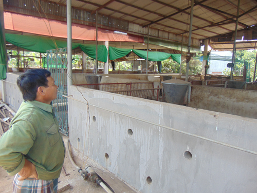 Lỗ, bỏ chuồng vì giá thức ăn chăn nuôi tăng liên tục