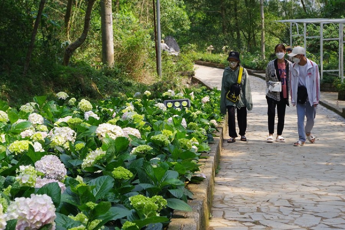 H&agrave;ng ng&agrave;n c&acirc;y hoa khoe sắc tại Lễ hội t&igrave;nh y&ecirc;u h&ograve;n Trống M&aacute;i - Ảnh 3.