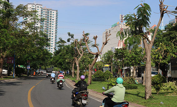 Khi cây xanh bị cắt trụi cành...