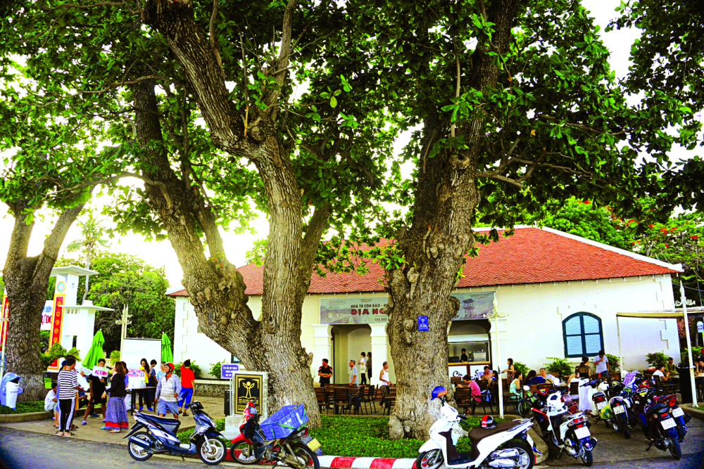 Cây bàng di sản và đặc sản Côn Đảo