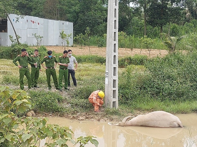 T&aacute; hỏa ph&aacute;t hiện tr&acirc;u bị điện giật chết - Ảnh 1.