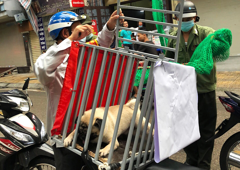 Bắt chó thả rông
