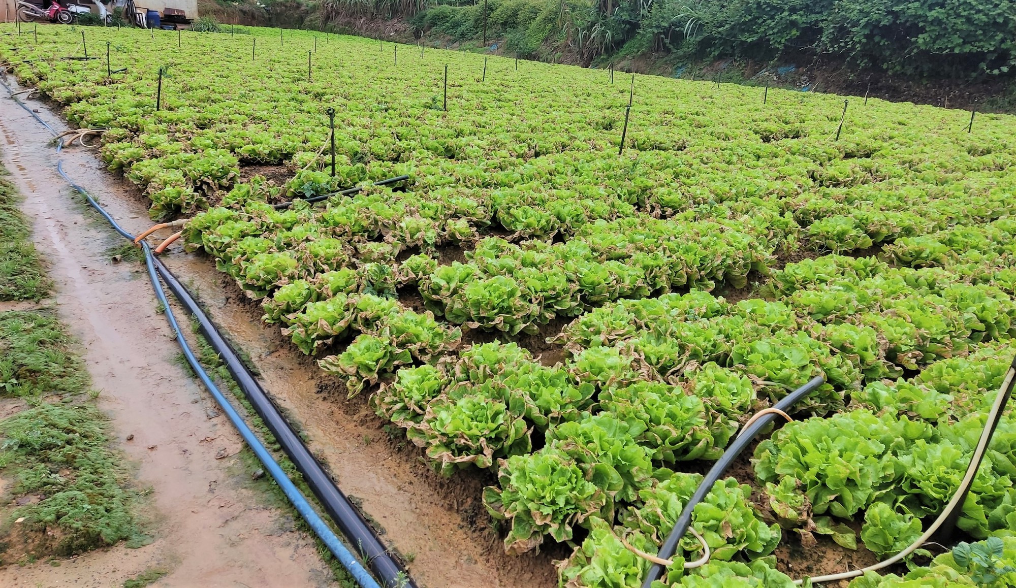 X&oacute;t xa vườn rau x&agrave; l&aacute;ch c&ocirc;-r&ocirc;n h&agrave;ng trăm ng&agrave;n gốc nghi bị đầu độc chết ch&aacute;y - Ảnh 2.
