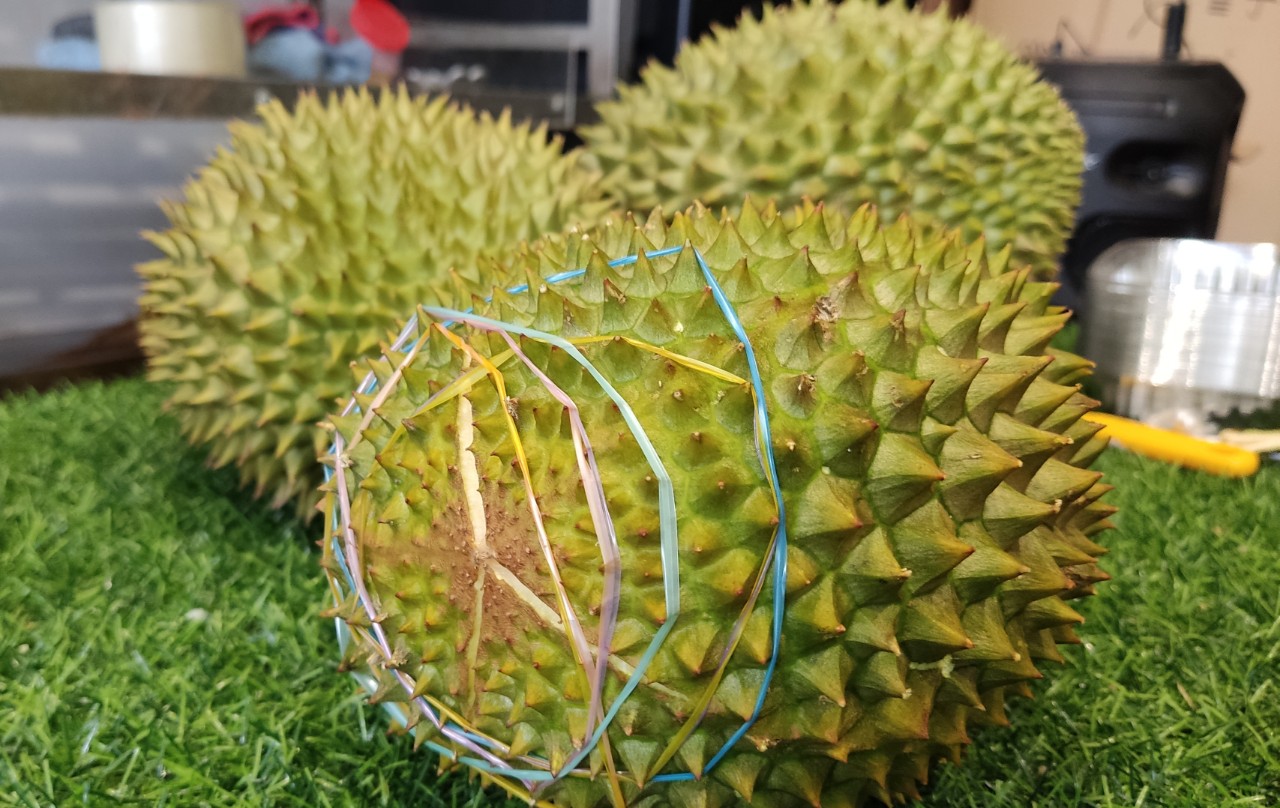 Cho&aacute;ng với gi&aacute; sầu ri&ecirc;ng Musang King trồng tại Việt Nam - Ảnh 3.