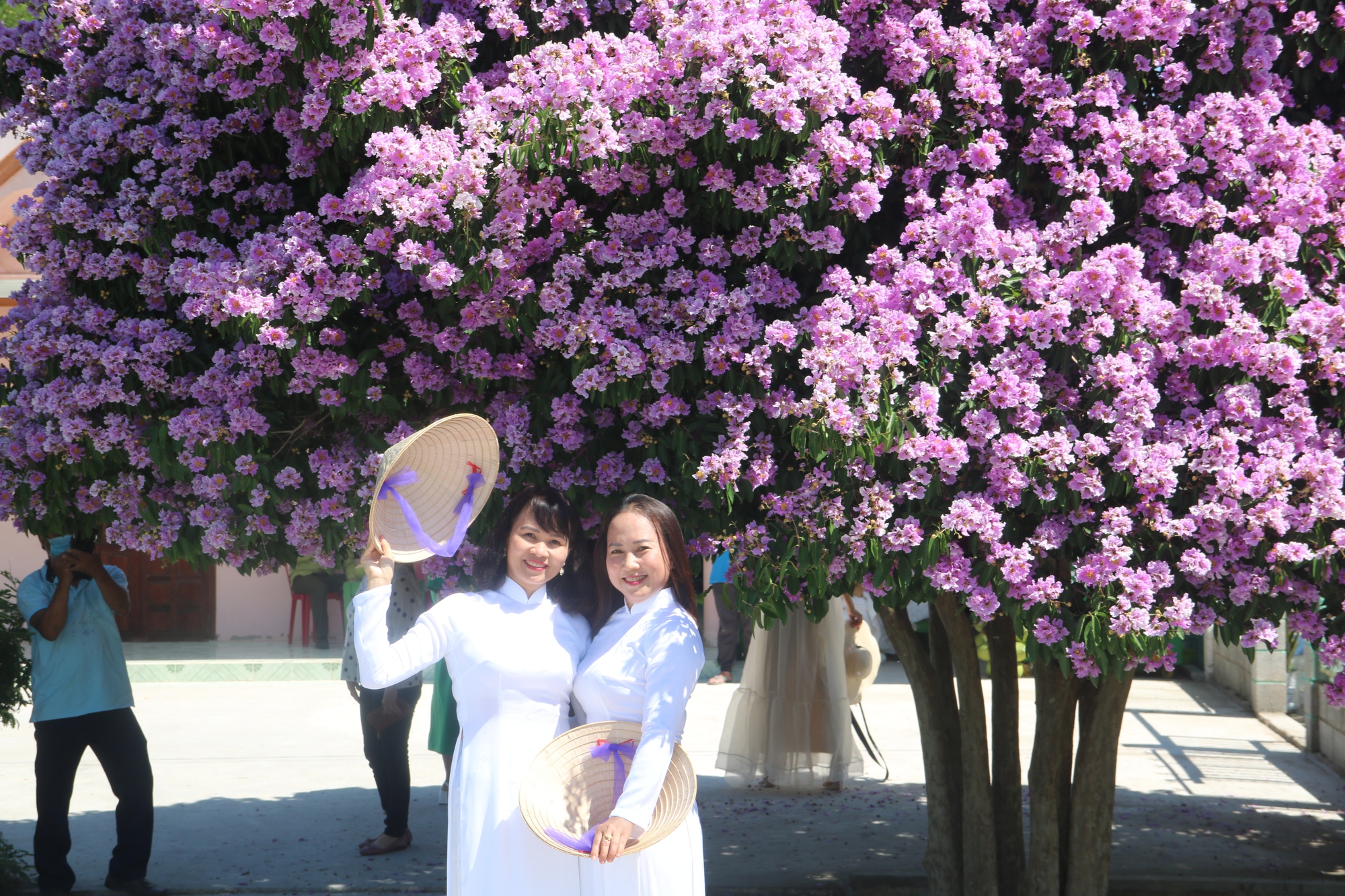 Du khách ngất ngây trước cây bằng lăng "đẹp nhất Việt Nam"