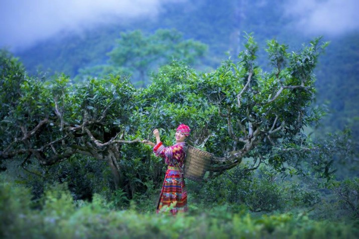 Độc đ&aacute;o ng&ocirc;i nh&agrave; l&agrave;m từ hơn 2 tấn tr&agrave; Shan Tuyết cổ thụ ở H&agrave; Giang - Ảnh 2.