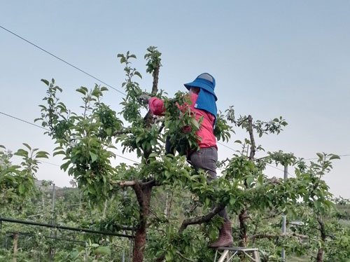 4 lao động thời vụ bỏ trốn tại H&agrave;n Quốc: Để lại nhiều hệ lụy - Ảnh 1.