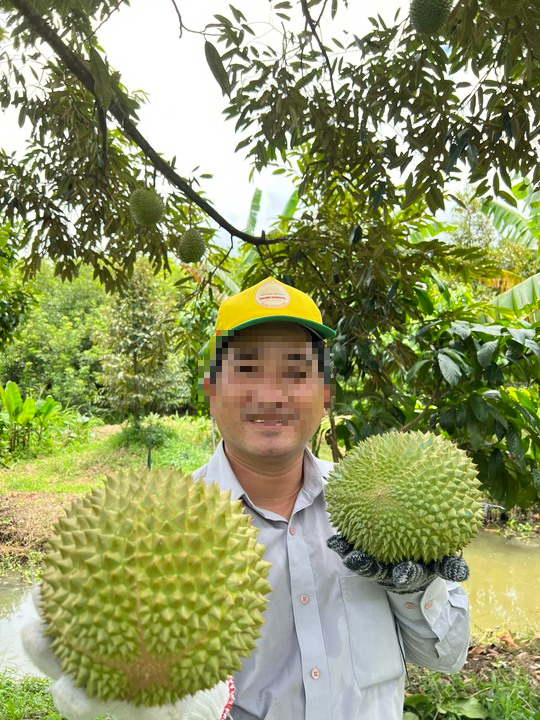 Tiết lộ bất ngờ về người đ&agrave;n &ocirc;ng b&aacute;n sầu ri&ecirc;ng gi&aacute; 800.000 đồng/kg - Ảnh 3.