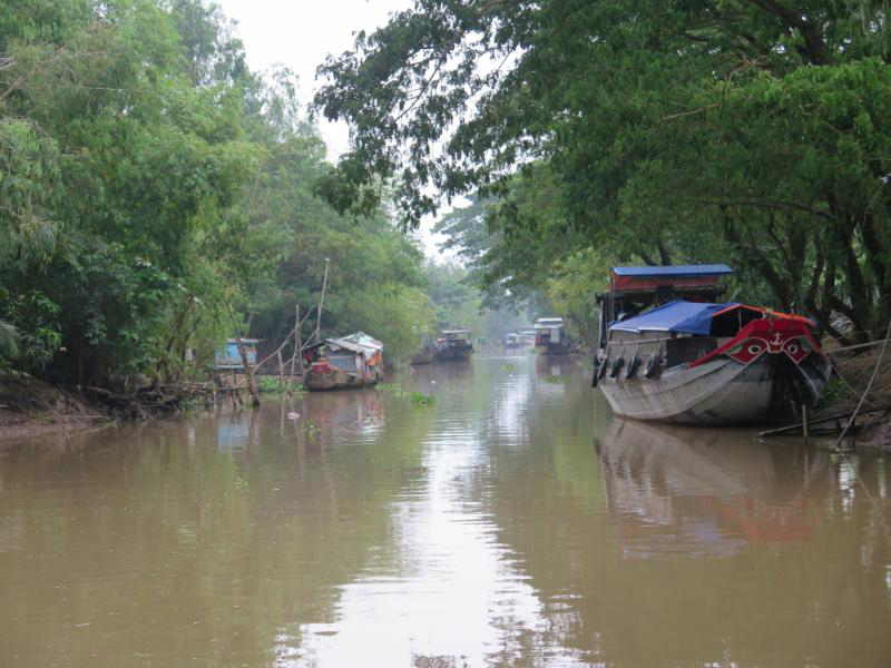 Tảo tần ghe lúa nuôi con