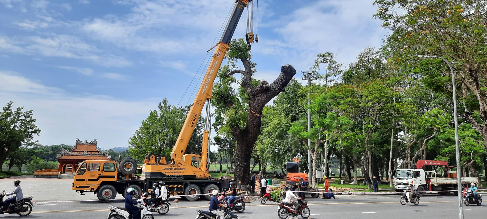  Huế di dời x&agrave; cừ cổ thụ 150 tuổi giữa m&ugrave;a h&egrave; - Ảnh 1.