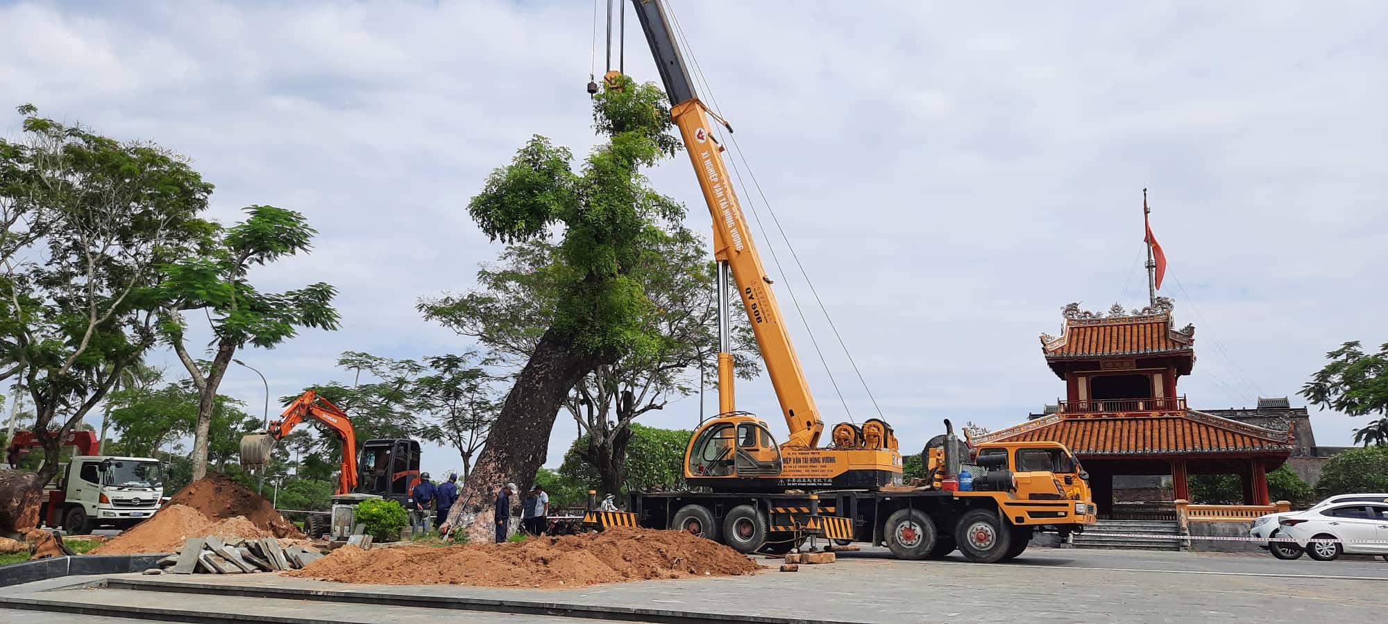 Huế di dời xà cừ cổ thụ 150 tuổi giữa mùa hè